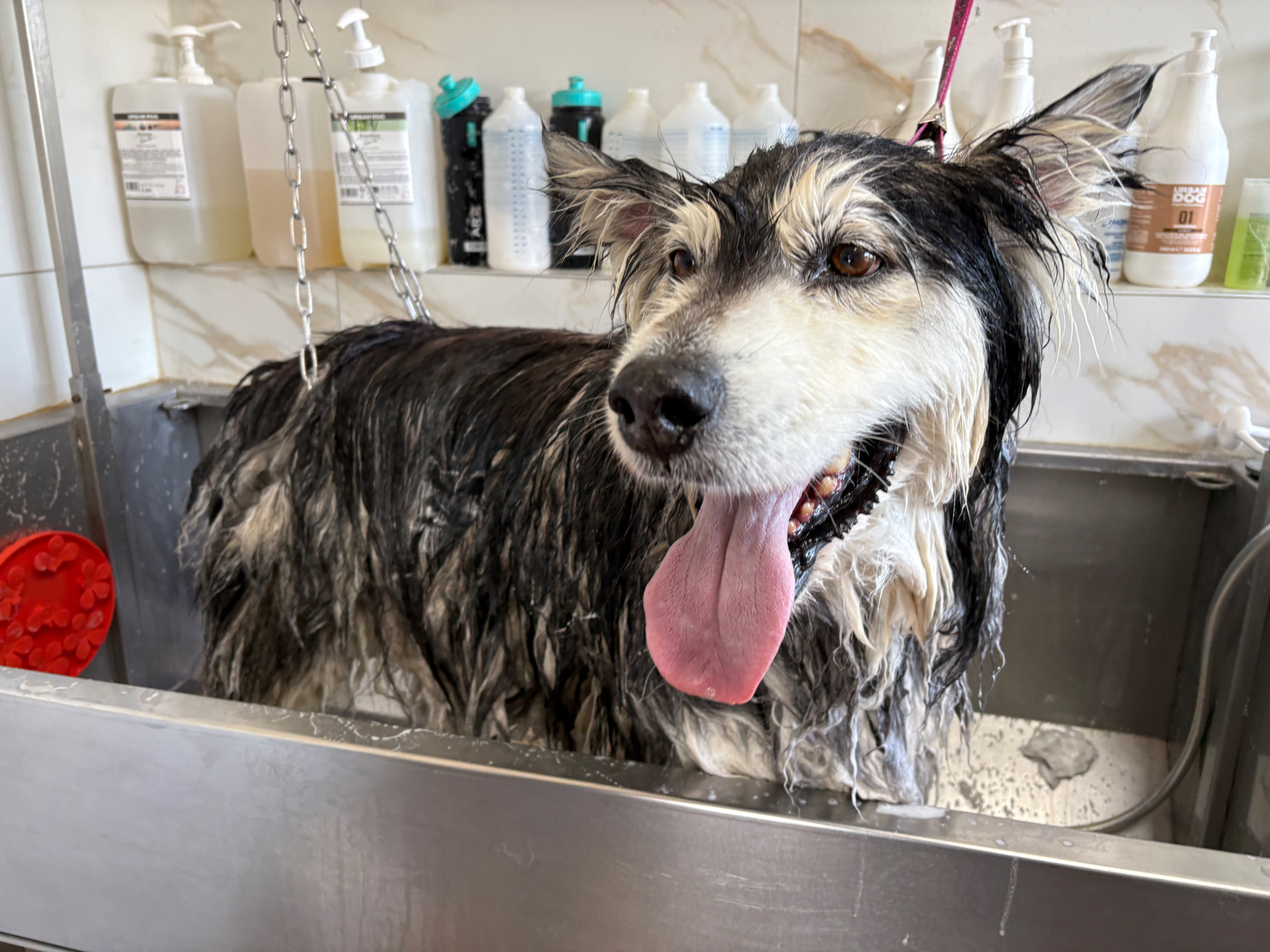 Chien fraîchement lavé dans la baignoire professionnelle du salon de Gland